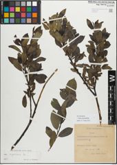 Foto von Salix myrsinifolia Salisb.